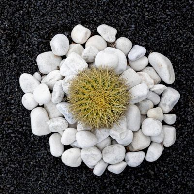 Breathguru villa garden